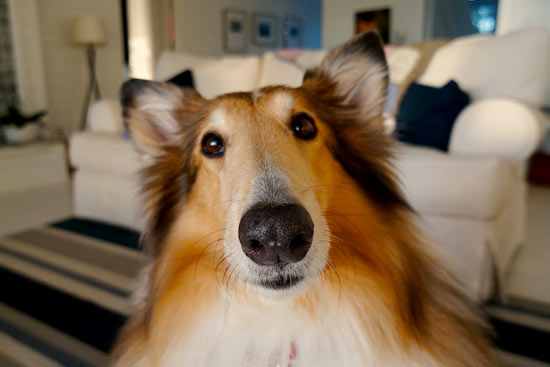 Hunde erlaubt