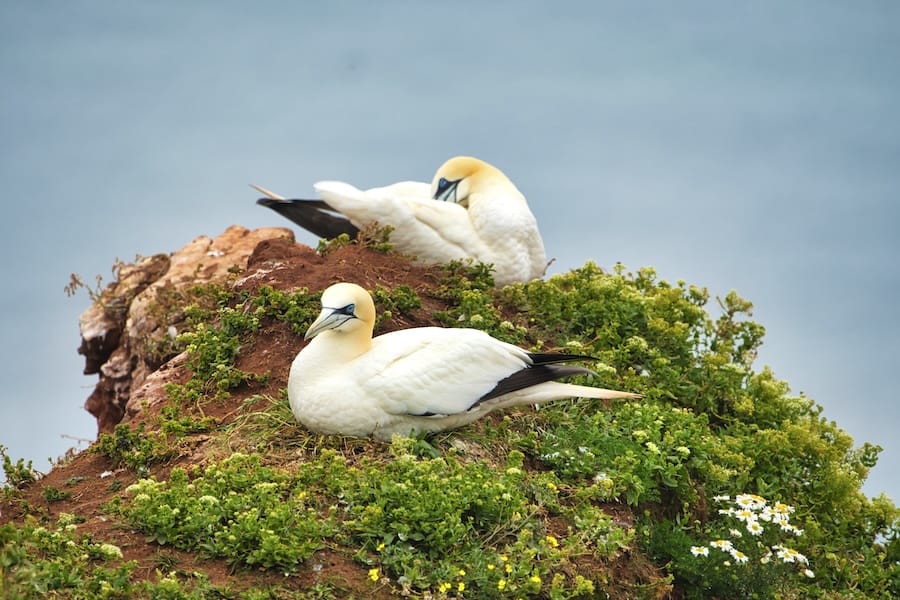 2 Möwen sitzen im Nest auf Helgoland