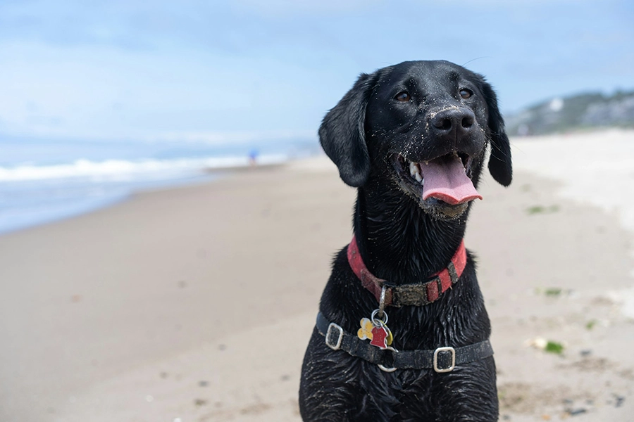 Schwarzer Labrador Retriever tagsüber auf weißem Sand