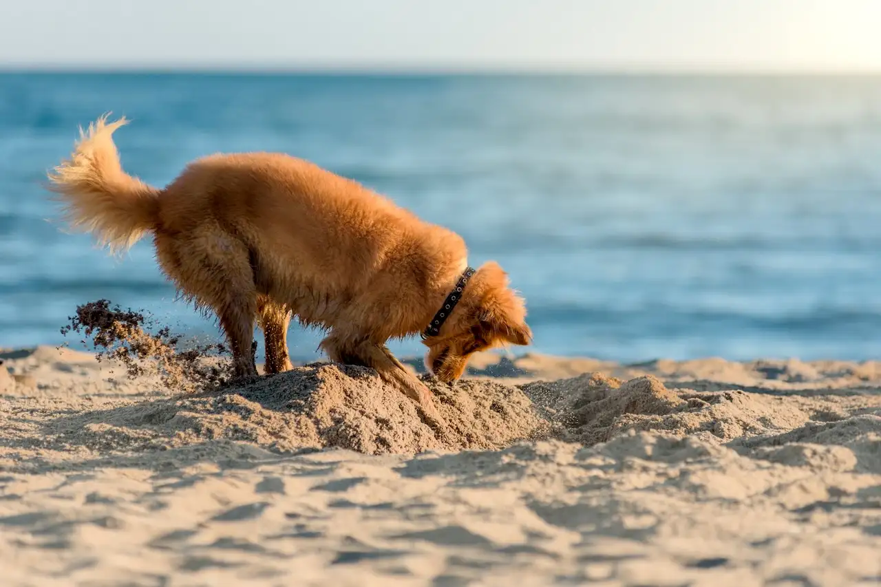 Hund gräbt ein Loch am Strand