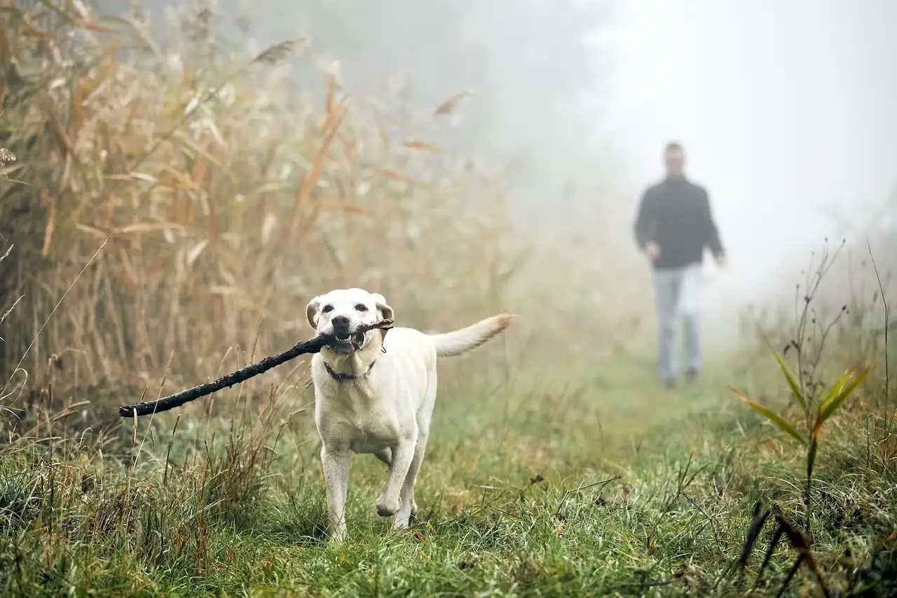 Mann geht mit seinem Hund in der Morgendämmerung spazieren