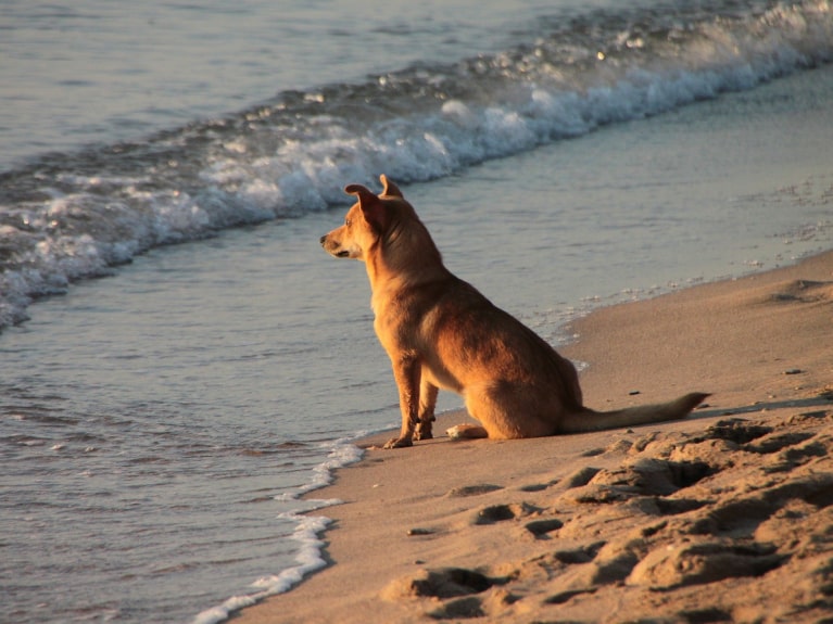 Hund sitzt an der Ostsee