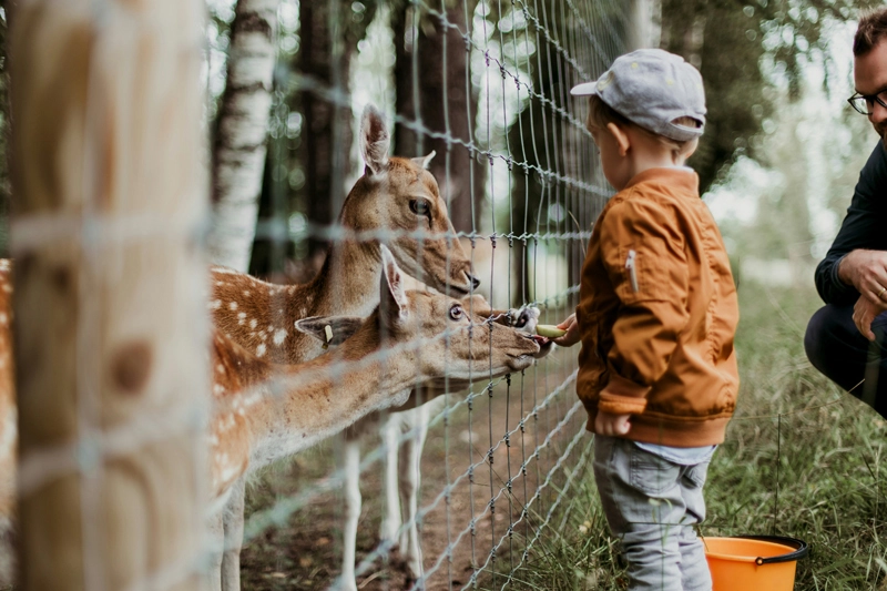 Kind füttert Reehe im Wildgehege