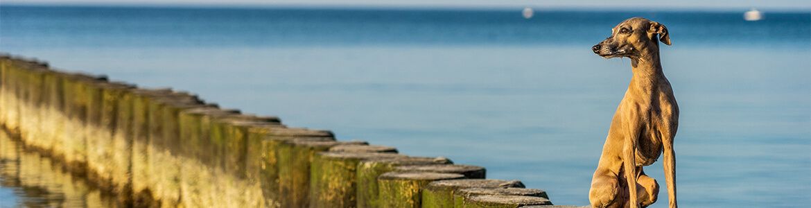 STRANDPERLEN-Urlaub mit Hund
