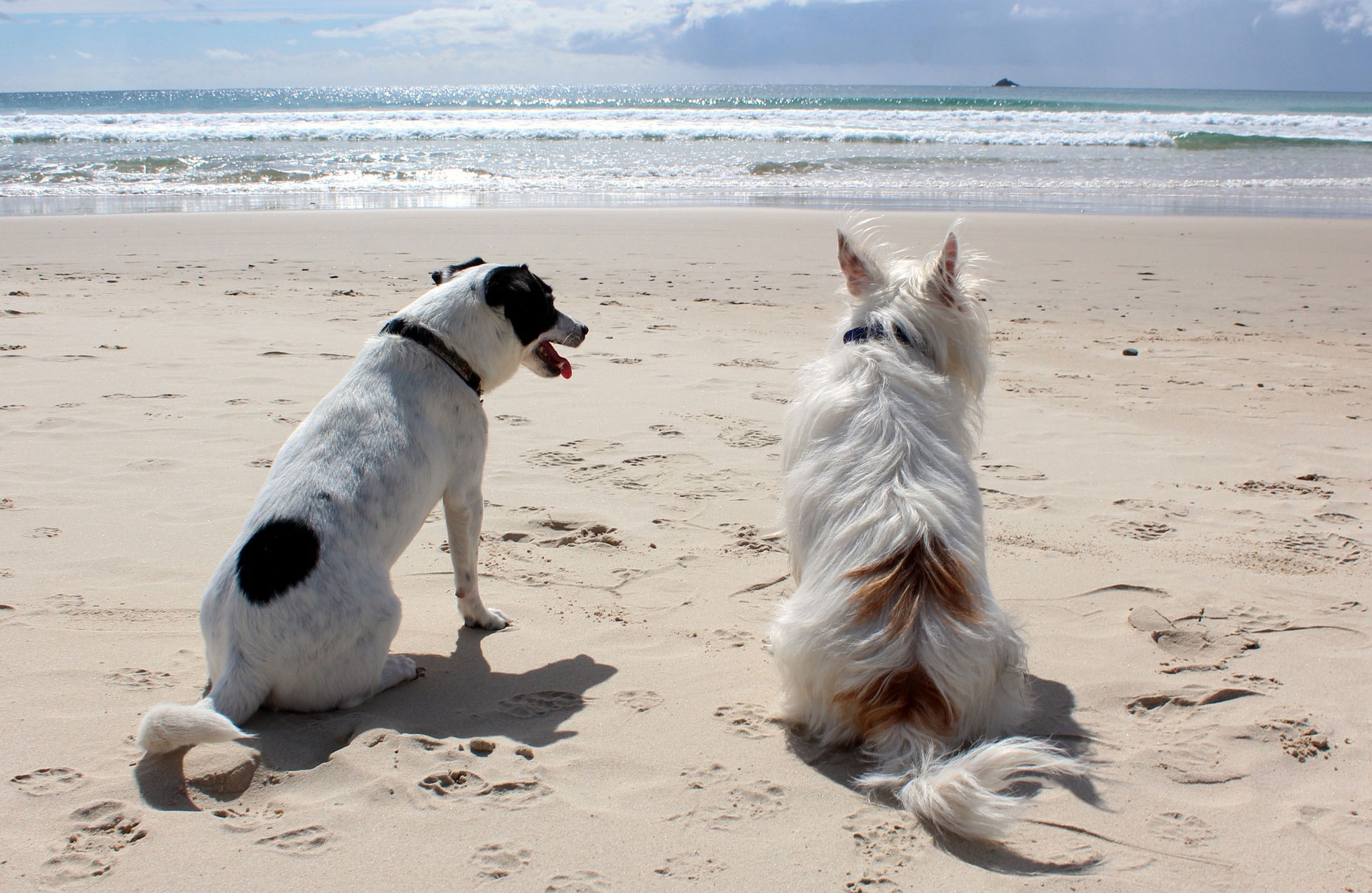 Urlaub mit Hund in Cxuhaven