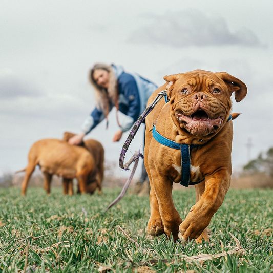 Mit dem Hund unterwegs