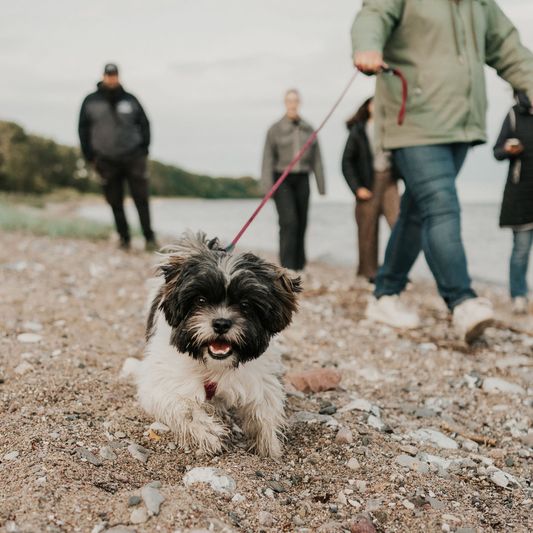 Mit dem Hund unterwegs