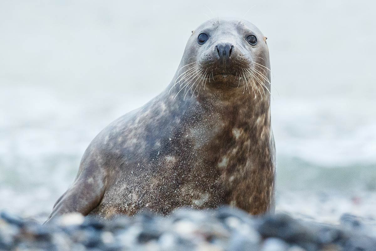 Seehund Ferien Urlaub Nordsee Seehundtour