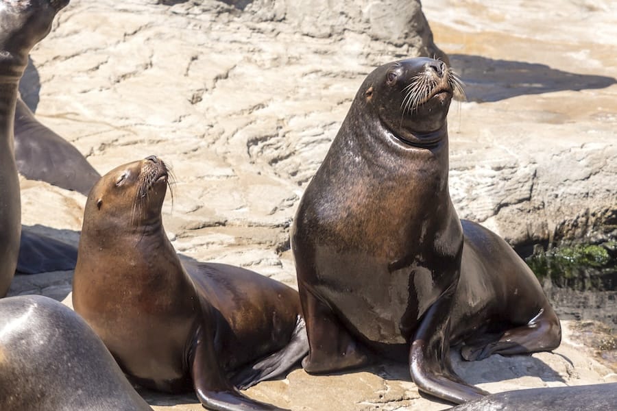 Seehunde Sonnen Seehundbank Helgoland