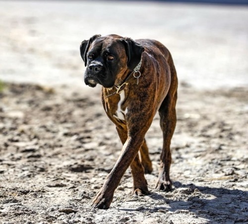 Hund spaziert am Strand
