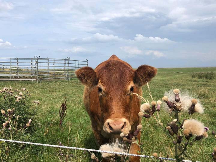 Kuh auf Weide auf Sylt