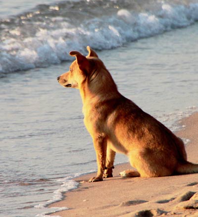 Hund am Strand