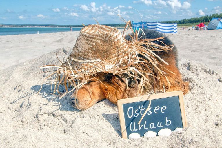 Faulbaum urlaub mit hund