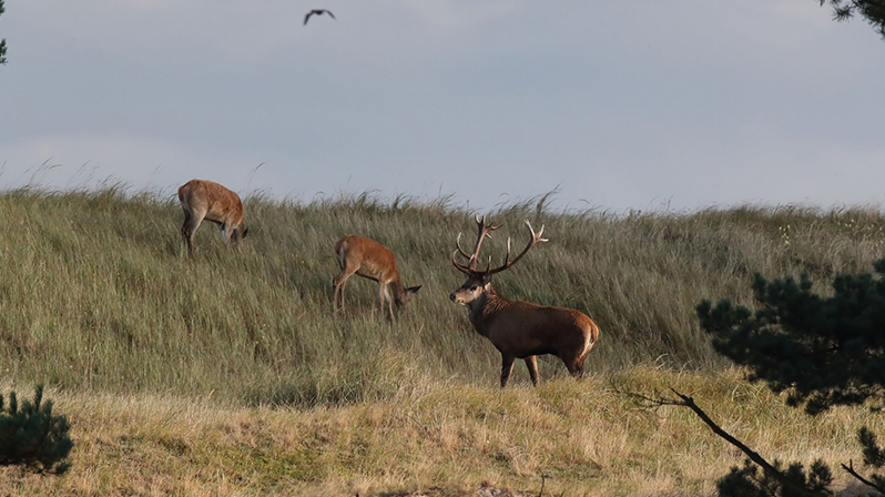 Rotwild am Darßer Ort