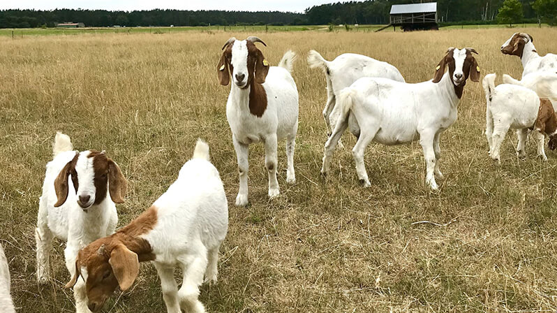 Streichelgehege mit Ziegen