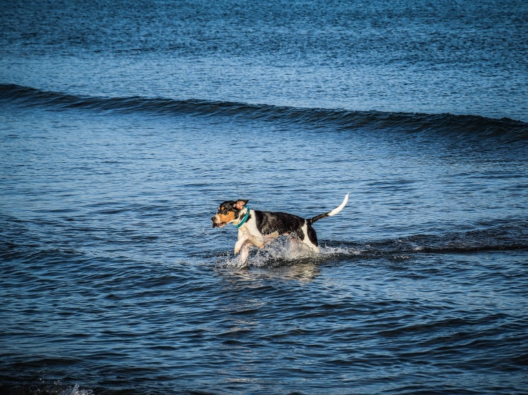 Hund spielt im Meer