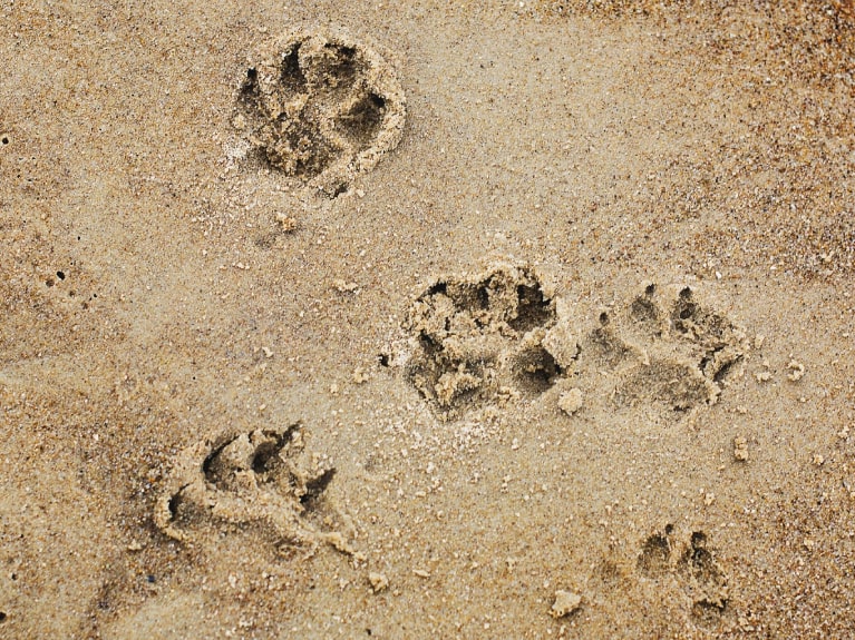 Hundefußspuren im Sand