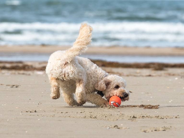 Hund spielt am Strand mit Ball