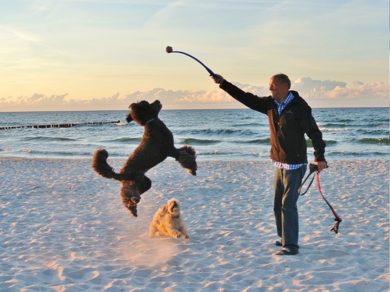 Zwei Hunde spielen mit Mann am Strand