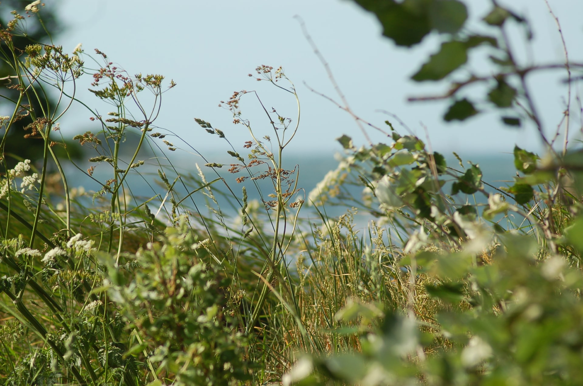 Meer