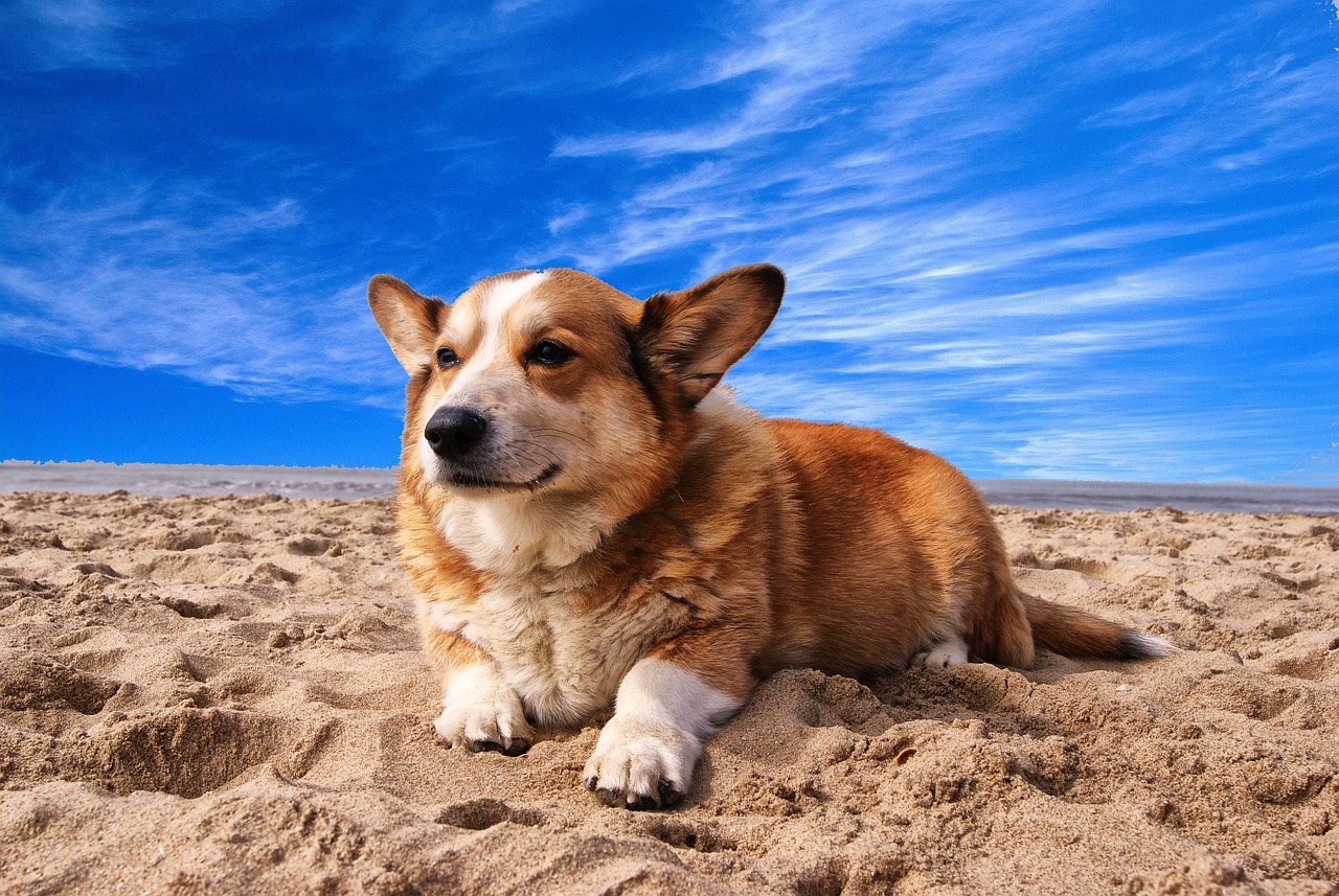 Hund am Strand