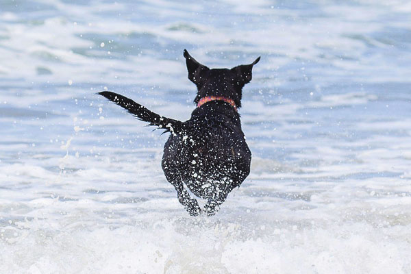 Hunde erwünscht