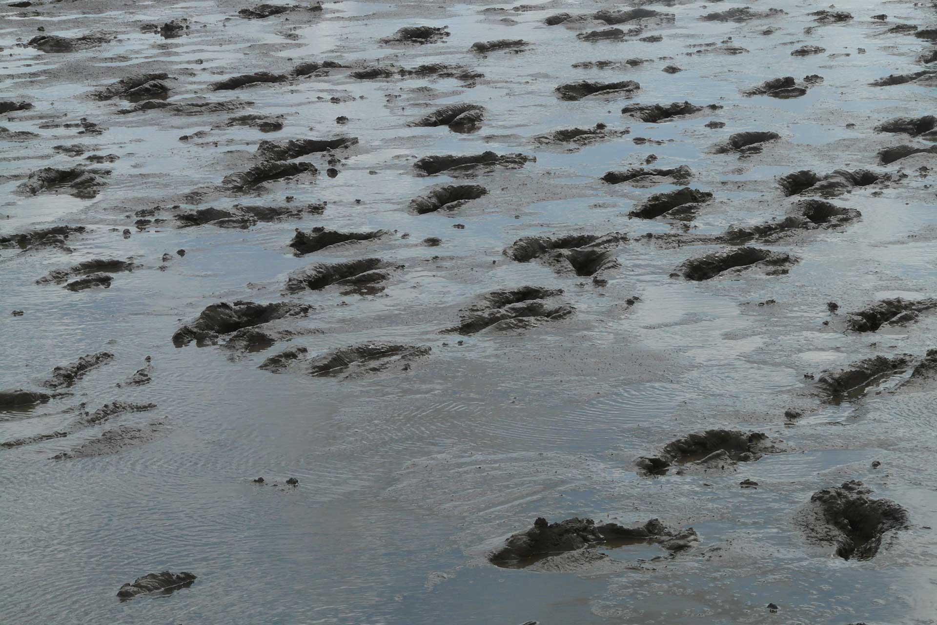 Wattenmeer