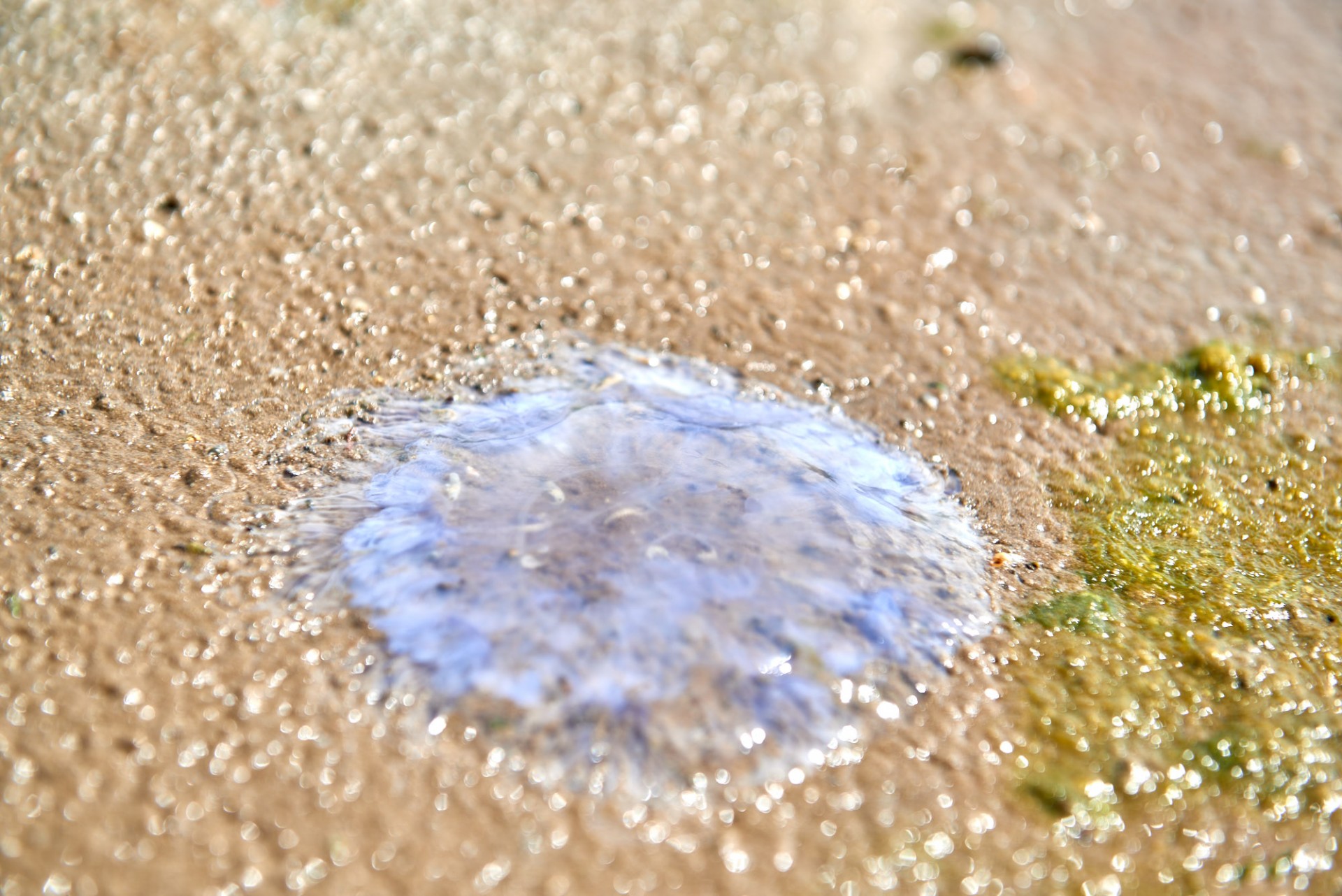 Pfütze am Wattenmeer