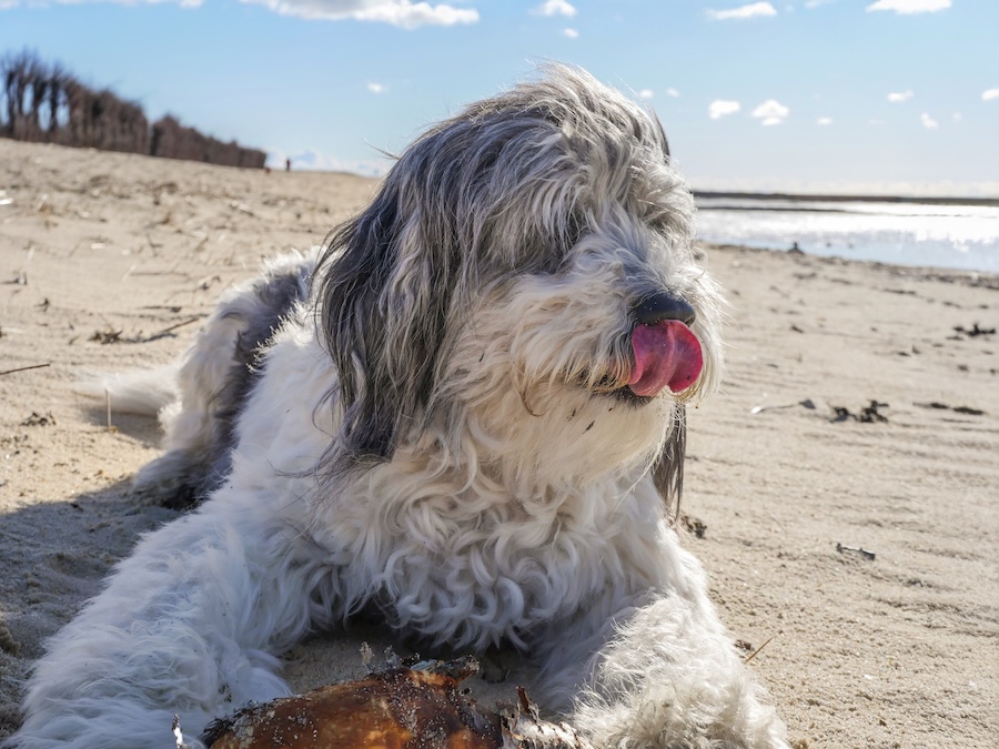 Hund am Strand