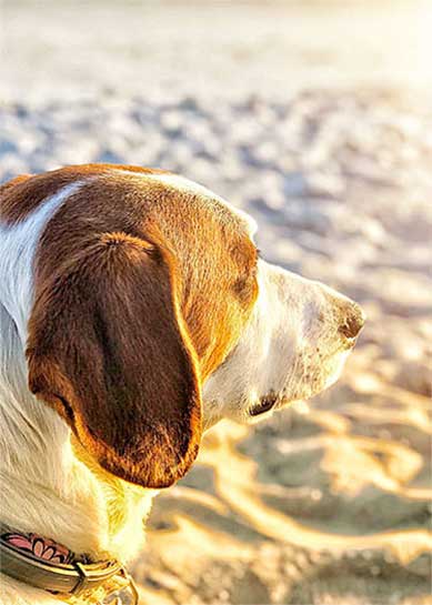 Urlaub mit Hund