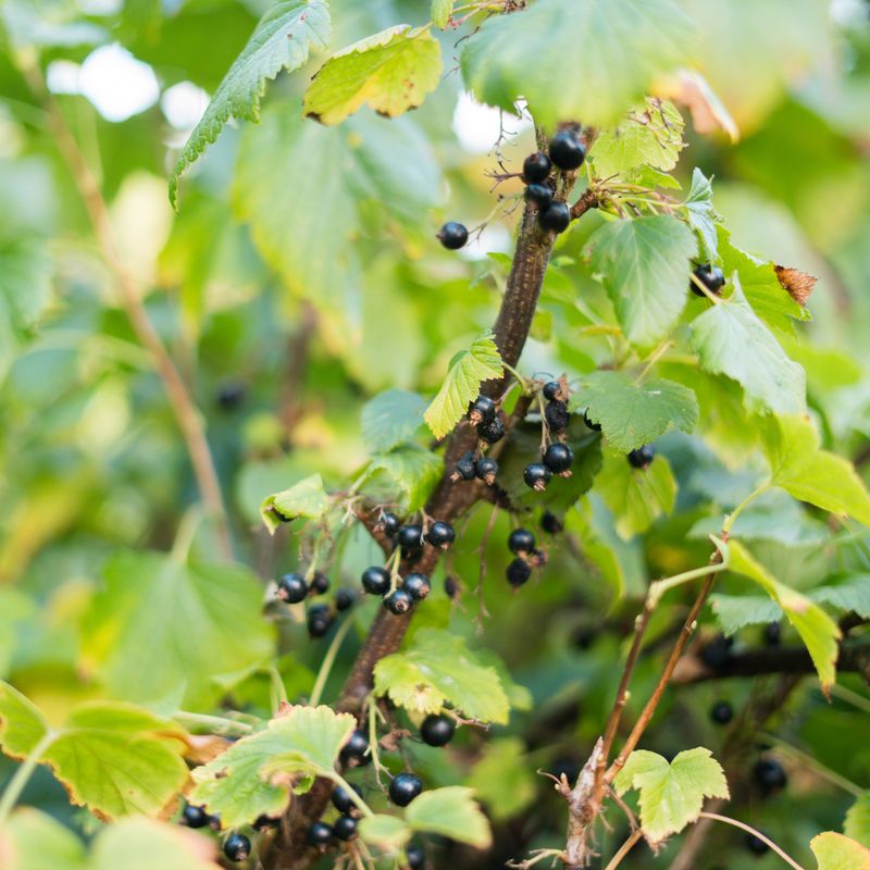 Reife schwarze Johannisbeeren am Strauch