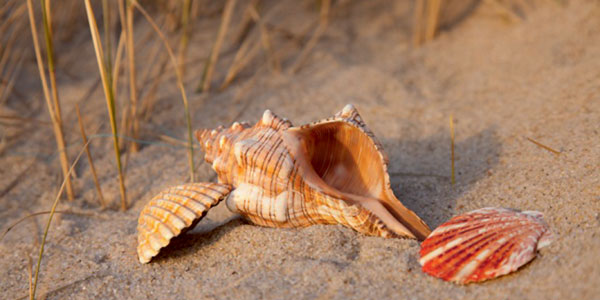 Saisonzeiten 2024 - Sylt-ER